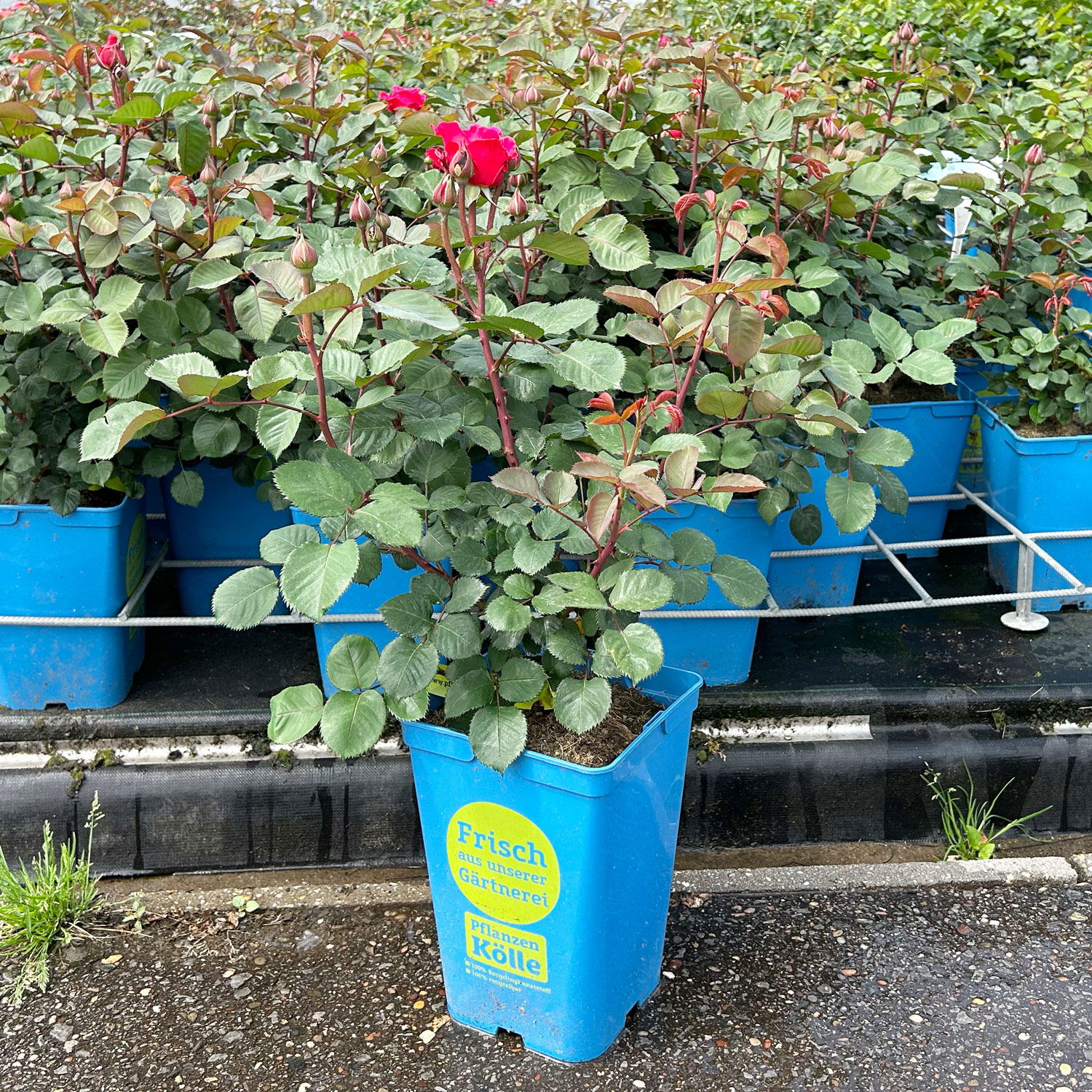 Duftende Edelrose 'Kölle's Rosensymphonie'®, kräftig pink, Topf 5 Liter