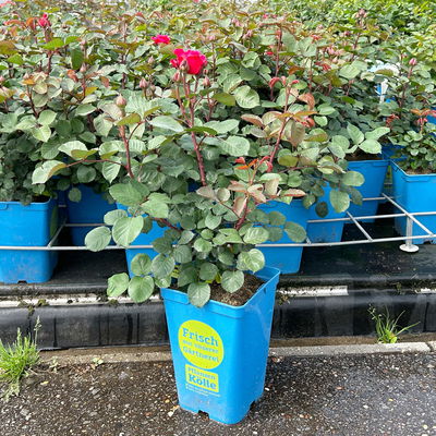 Duftende Edelrose 'Kölle's Rosensymphonie'®, kräftig pink, Topf 5 Liter Duftende Edelrose 'Kölle's Rosensymphonie'®, kräftig pink, Topf 5 Liter