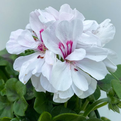 Geranie 'Sunflair® Eva White'  weiß, hängend, Topf-Ø 13 cm, 6er-Set