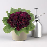 Primel 'PomPom', dunkelrot, gefüllt, Topf-Ø 12 cm, 6 Pflanzen