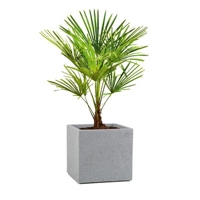 Scheurich Pflanzkübel 'C-Cube', Stony Grey, ca. 29 x 29 x H 27 cm Scheurich Pflanzkübel 'C-Cube', Stony Grey, ca. 29 x 29 x H 27 cm