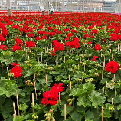 Geranie rot, hängend, Topf-Ø ca. 10,5 cm, 8 Pflanzen Geranie rot, hängend, Topf-Ø ca. 10,5 cm, 8 Pflanzen