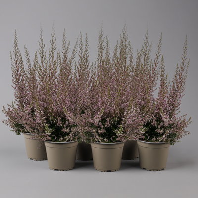 Erica sparsa bunt, Farbe nach Verfügbarkeit, Topf-Ø 12cm, 6er-Set