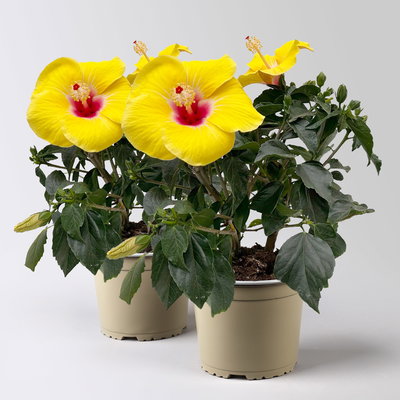 Hibiskus, gelb, Busch, Topf-Ø 17 cm, 2 Pflanzen Hibiskus, gelb, Busch, Topf-Ø 17 cm, 2 Pflanzen