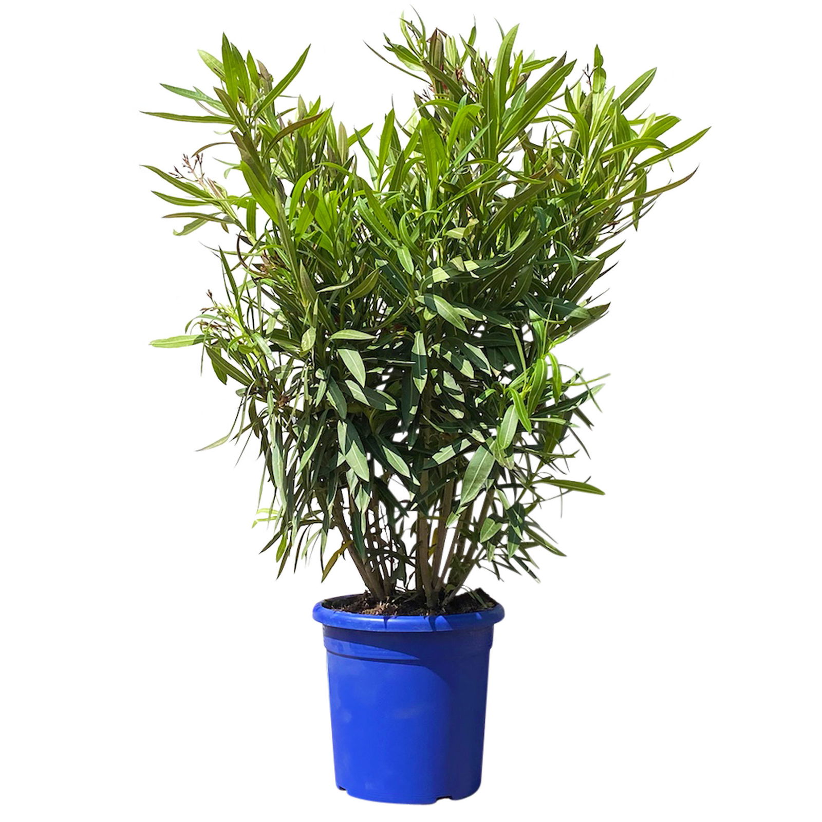 Oleander 'Trio' bunt, Mix zufällig, Busch, Topf-Ø 26 cm, Höhe ca. 90cm