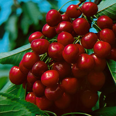 Kölle Bio Süßkirsche 'Burlat' (Alkavo), im Topf 10 Liter Kölle Bio Süßkirsche 'Burlat' (Alkavo), im Topf 10 Liter