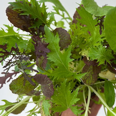 Bio Babyleaf-Salat, Topf -Ø 12 cm