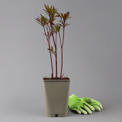 Kölles Beste Pfingstrose 'Big Ben' rot, 3 Liter Topf Kölles Beste Pfingstrose 'Big Ben' rot, 3 Liter Topf