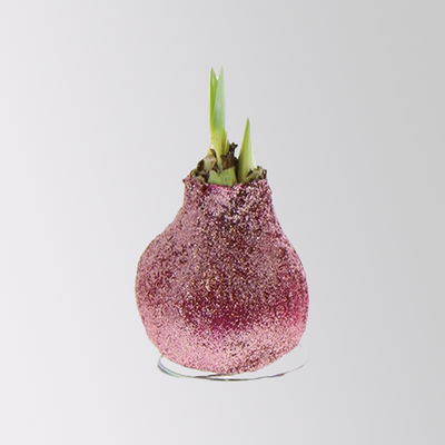 Amaryllis in Wachs, Dekor 'Create Pink', Farbe zufällig, Blüte rot, 2 Pflanzen Amaryllis in Wachs, Dekor 'Create Pink', Farbe zufällig, Blüte rot, 2 Pflanzen