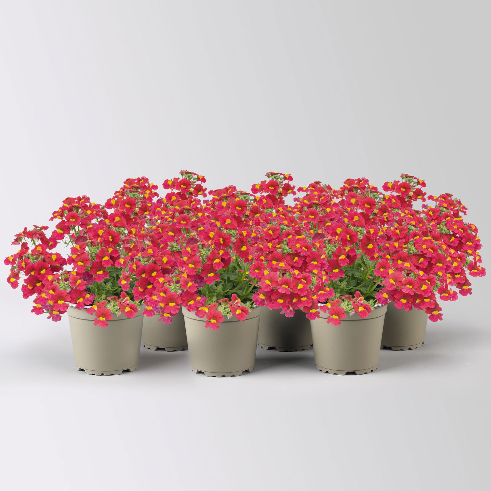 Nemesie, Farbe zufällig, Topf-Ø 12 cm, 6 Pflanzen