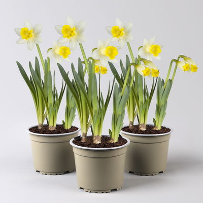 Narzisse 'Ice Follies' weiß/gelb, vorgetrieben, Topf-Ø 15 cm, 3 Pflanzen
