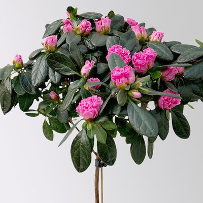 Azalee, Stamm, Farbe zufällig, Topf-Ø 13cm, Höhe ca. 45 cm, 2 Pflanzen Azalee, Stamm, Farbe zufällig, Topf-Ø 13cm, Höhe ca. 45 cm, 2 Pflanzen