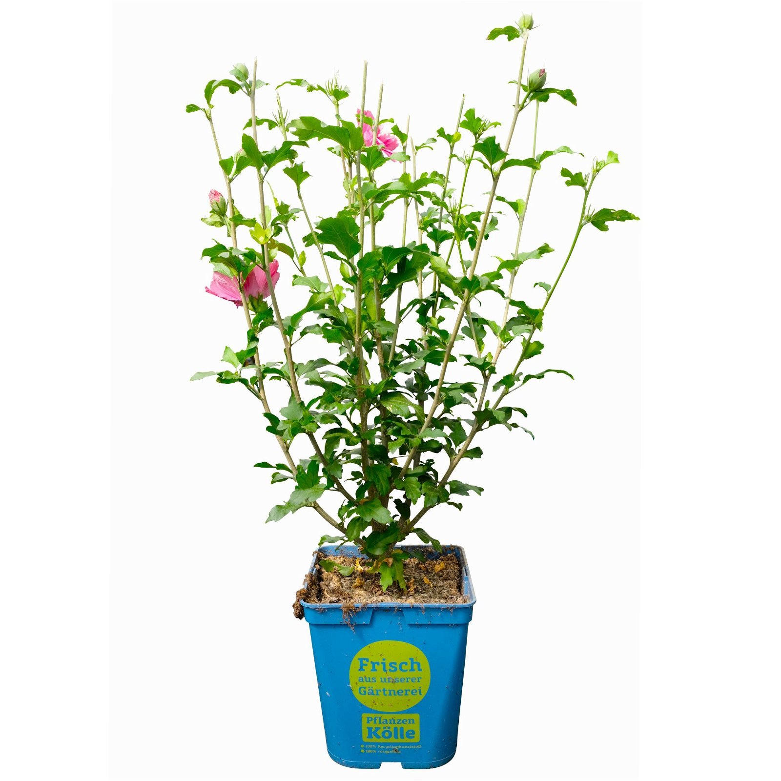Garten-Hibiskus 'Magenta Chiffon®', magenta, 40-60 cm hoch, Topf 5 l