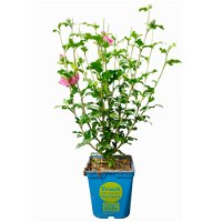 Garten-Hibiskus 'Magenta Chiffon®', magenta, 40-60 cm hoch, Topf 5 l