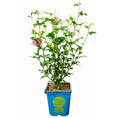 Garten-Hibiskus 'Magenta Chiffon®', magenta, 40-60 cm hoch, Topf 5 l Garten-Hibiskus 'Magenta Chiffon®', magenta, 40-60 cm hoch, Topf 5 l