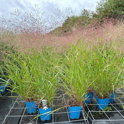 Bio Rutenhirse 'Squaw', rosa, Topf 5 Liter