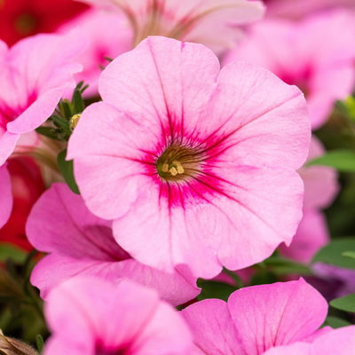 gemischte Sommerblumen-Ampel, rosa/pink, Ampeltopf-Ø 27 cm