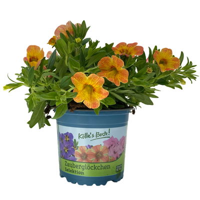 Zauberglöckchen 'Chameleon® Sunshine Berry' rosa-gelb, Topf-Ø 13 cm, 6 Pflanzen