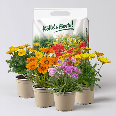 Pflanzenkreation Farbenrausch, klein, 4 Pflanzen inkl. Erde