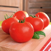 Bio Tomate Rot-Rund 'Maestria', Topf-Ø 12 cm, 3 Pflanzen