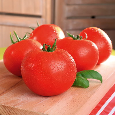 Bio Tomate Rot-Rund 'Maestria', Topf-Ø 12 cm, 3 Pflanzen