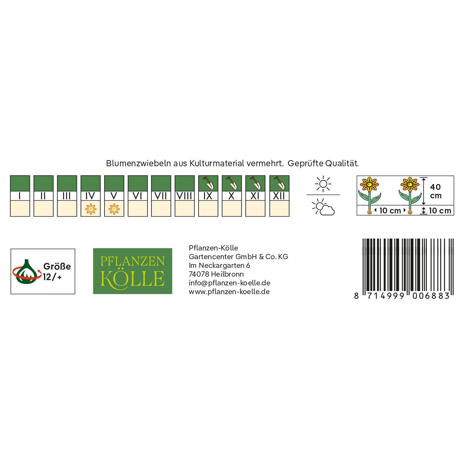 Viridiflora Tulpen Virichic rosa/grün, 7 Blumenzwiebeln