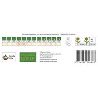 Viridiflora Tulpen Virichic rosa/grün, 7 Blumenzwiebeln