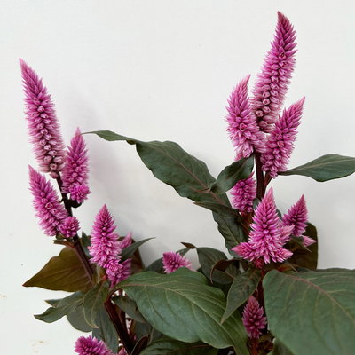 Celosia 'Wild Pink' rosa-pink, Topf-Ø 14 cm, 3 Stück