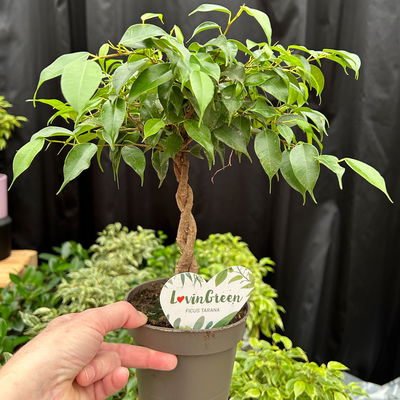 Birkenfeige grün, in Keramiktopf anthrazit, Topf-Ø 12 cm, Höhe ca. 40 cm