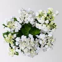 Tellerhortensie Hydrangea macrophylla 'Wedding Gown'®, weiß, Topf 23cm Ø Tellerhortensie Hydrangea macrophylla 'Wedding Gown'®, weiß, Topf 23cm Ø