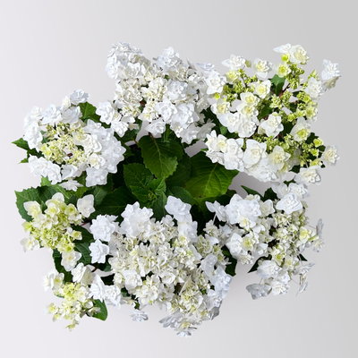 Tellerhortensie Hydrangea macrophylla 'Wedding Gown'®, weiß, Topf 23cm Ø Tellerhortensie Hydrangea macrophylla 'Wedding Gown'®, weiß, Topf 23cm Ø