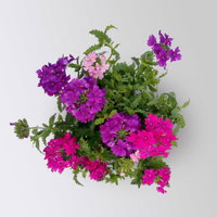 Eisenkraut 'Trio', bunt, Topf-Ø 12 cm, 6 Pflanzen Eisenkraut 'Trio', bunt, Topf-Ø 12 cm, 6 Pflanzen