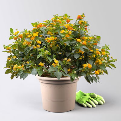 Wandelröschen, orange, Topf-Ø 27 cm