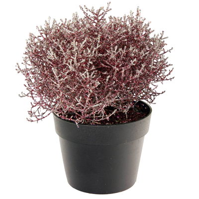 Calocephalus, rot geglittert, Topf-Ø 12 cm, 6 Pflanzen Calocephalus, rot geglittert, Topf-Ø 12 cm, 6 Pflanzen