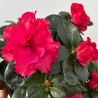 Azalee, rot, gefüllt, Topf-Ø 10,5 cm, 3 Pflanzen