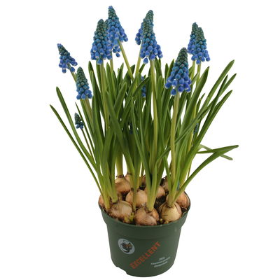 Traubenhyazinthe 'Big Smile' blau, vorgetrieben, Topf-Ø 10,5 cm, 6 Pflanzen Traubenhyazinthe 'Big Smile' blau, vorgetrieben, Topf-Ø 10,5 cm, 6 Pflanzen