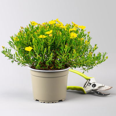 kleinblütige Zistrose 'April Sun®', gelb, Höhe 15 cm, Topf-Ø 15 cm, 2 Pflanzen