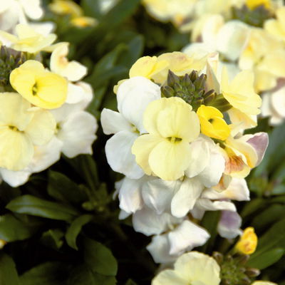 Bio Goldlack, Farben zufällig, Topf-Ø 12 cm, 3 Pflanzen Bio Goldlack, Farben zufällig, Topf-Ø 12 cm, 3 Pflanzen