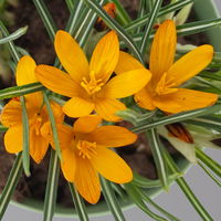 Wild Krokus 'Orange Monarch' orange, vorgetrieben Topf-Ø 10,5 cm, 6 Pflanzen