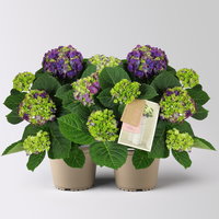 Hortensie 'Ningbo', zweifarbig lila, Topf-Ø 14cm, 2 Pflanzen