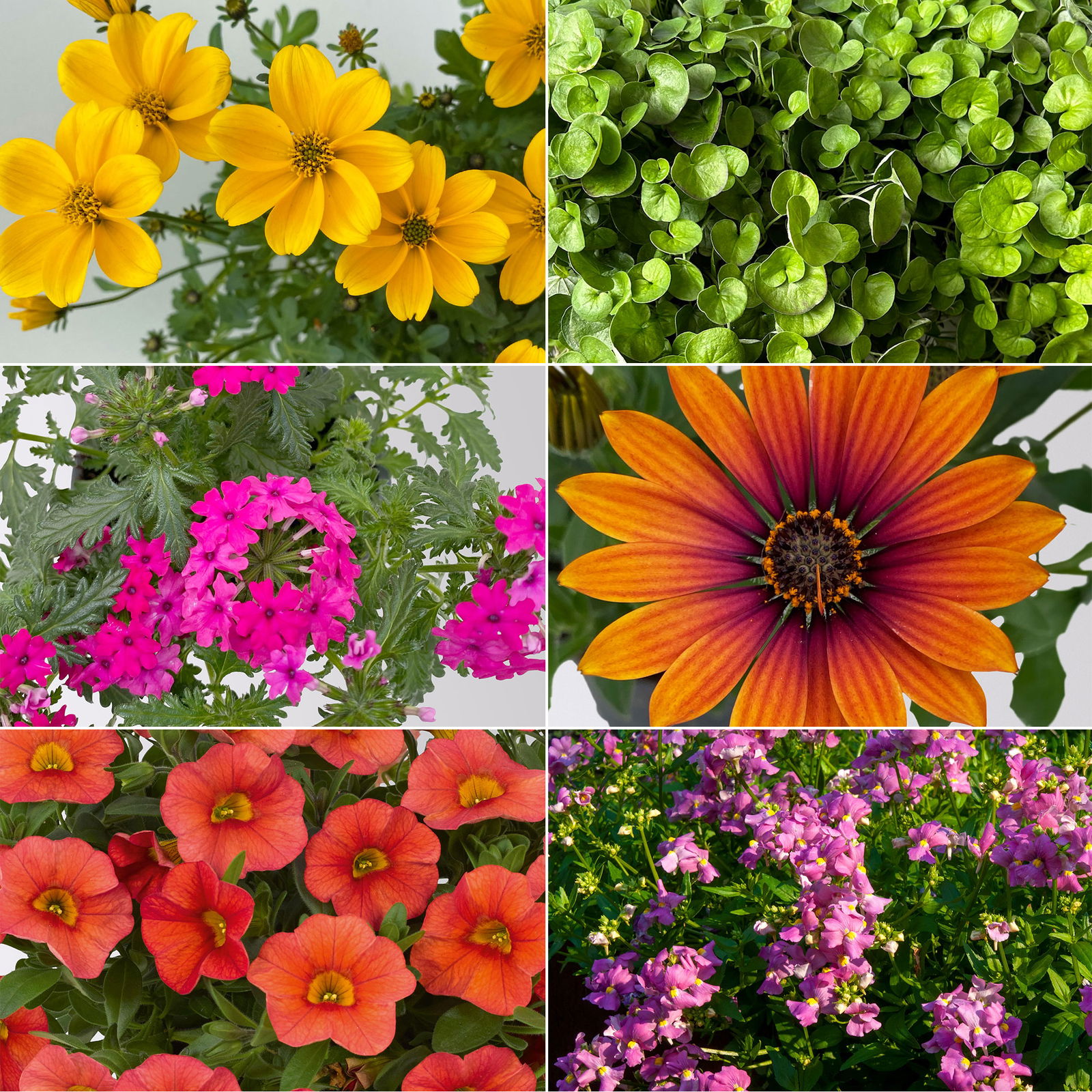 Pflanzenkreation 'Tequila Sunrise', 12 Pflanzen inkl. Erde und Dünger