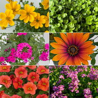 Pflanzenkreation 'Tequila Sunrise', 12 Pflanzen inkl. Erde und Dünger