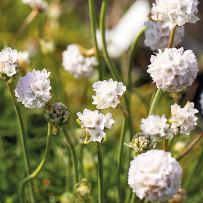 Grasnelke weiß, Topf 11x11 cm, 3 Pflanzen Grasnelke weiß, Topf 11x11 cm, 3 Pflanzen