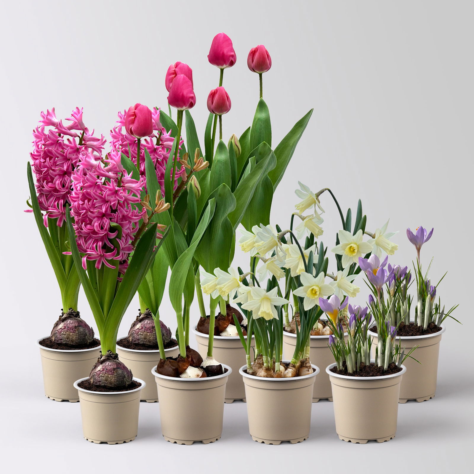 Zwiebelpflanzen-Set Romantik, rosa-lila-weiß, 9 Pflanzen Zwiebelpflanzen-Set Romantik, rosa-lila-weiß, 9 Pflanzen