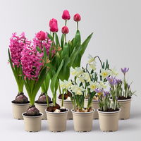 Zwiebelpflanzen-Set Romantik, rosa-lila-weiß, 9 Pflanzen Zwiebelpflanzen-Set Romantik, rosa-lila-weiß, 9 Pflanzen