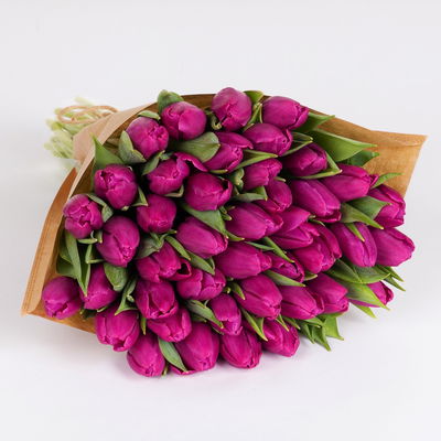 50 lila Tulpen