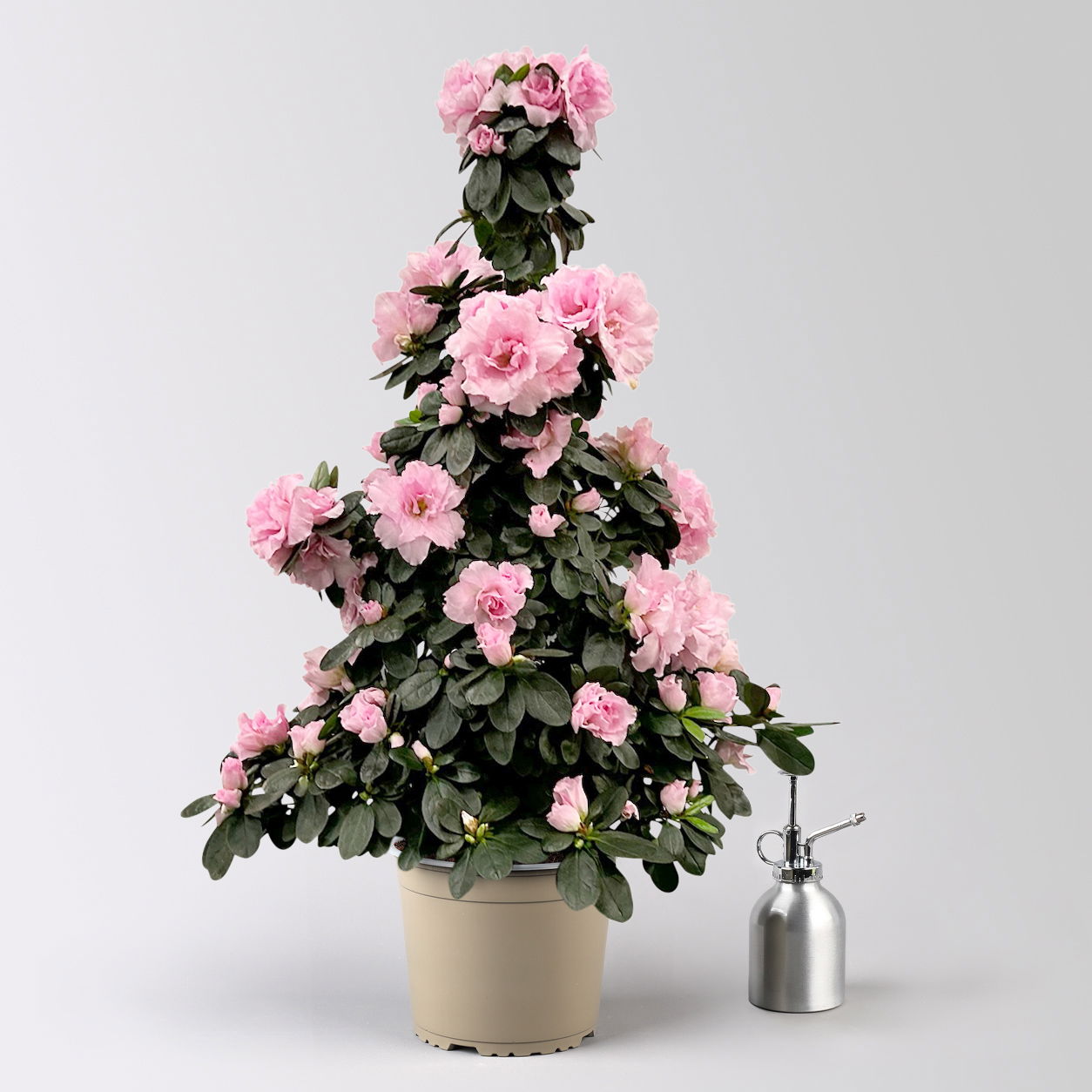 Azalee, rosa, Topf-Ø 17cm, Pyramide, in Keramiktopf Dallas weiß Azalee, rosa, Topf-Ø 17cm, Pyramide, in Keramiktopf Dallas weiß