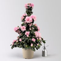 Azalee, rosa, Topf-Ø 17cm, Pyramide, in Keramiktopf Dallas weiß Azalee, rosa, Topf-Ø 17cm, Pyramide, in Keramiktopf Dallas weiß