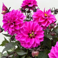 Dahlie, pink, dunkellaubig, Topf-Ø 19 cm, 2 Pflanzen