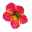 Zauberglöckchen Art Calibrachoa x hybrida Chameleon Sunshine Berry 
